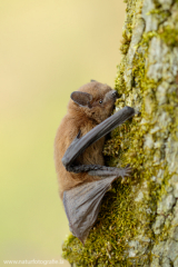 2 Kleine Bartfledermaus - Myotis mystacinus