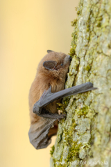 1 Kleine Bartfledermaus - Myotis mystacinus