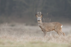 97 Reh - Capreolus capreolus