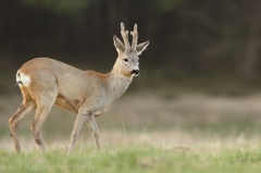 90 Reh - Capreolus capreolus