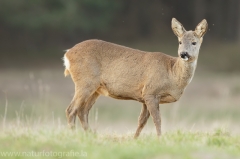 91 Reh - Capreolus capreolus