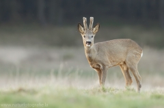 93 Reh - Capreolus capreolus