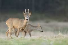 96 Reh - Capreolus capreolus