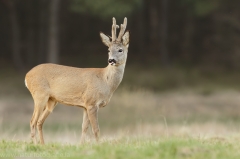 94 Reh - Capreolus capreolus