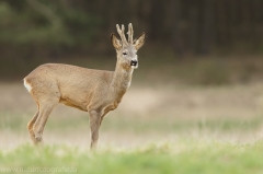 95 Reh - Capreolus capreolus