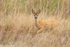 70 Reh - Capreolus capreolus