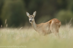 82 Reh - Capreolus capreolus