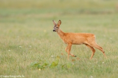 55 Reh - Capreolus capreolus