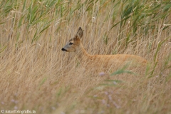 56 Reh - Capreolus capreolus