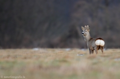 57 Reh - Capreolus capreolus