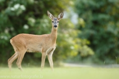 58 Reh - Capreolus capreolus