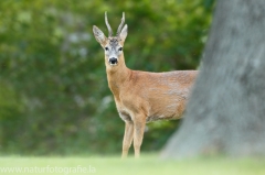 60 Reh - Capreolus capreolus