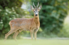 61 Reh - Capreolus capreolus