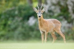 62 Reh - Capreolus capreolus