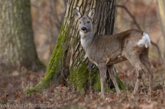 65 Reh - Capreolus capreolus