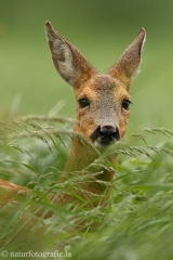 66 Reh - Capreolus capreolus