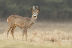 88 Reh - Capreolus capreolus