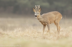 87 Reh - Capreolus capreolus