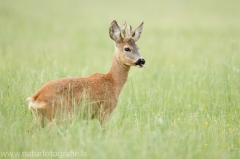 111 Reh - Capreolus capreolus ♂