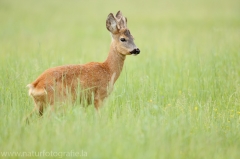 112 Reh - Capreolus capreolus ♂