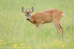 115 Reh - Capreolus capreolus ♂