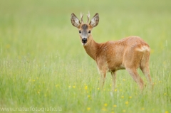 116 Reh - Capreolus capreolus ♂