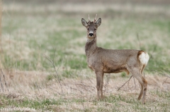 67 Reh - Capreolus capreolus