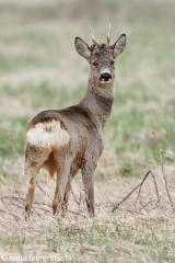 69 Reh - Capreolus capreolus