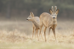 85 Reh - Capreolus capreolus