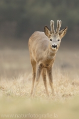 86 Reh - Capreolus capreolus