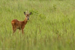 71 Reh - Capreolus capreolus