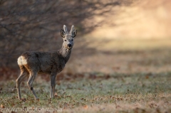 72 Reh - Capreolus capreolus