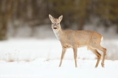 105 Reh - Capreolus capreolus