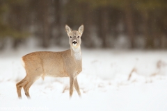 106 Reh - Capreolus capreolus