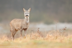 103 Reh - Capreolus capreolus