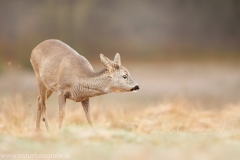 102 Reh - Capreolus capreolus