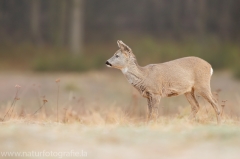 101 Reh - Capreolus capreolus