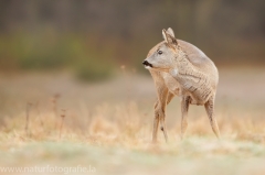 100 Reh - Capreolus capreolus