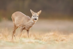 99 Reh - Capreolus capreolus