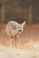 98 Reh - Capreolus capreolus