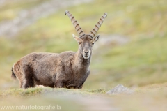 118 Alpensteinbock - Capra ibex ♂