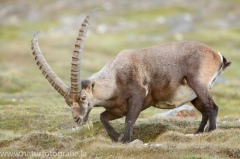 119 Alpensteinbock - Capra ibex ♂