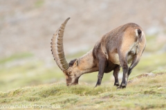 120 Alpensteinbock - Capra ibex ♂