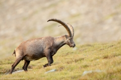 121 Alpensteinbock - Capra ibex ♂