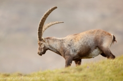 122 Alpensteinbock - Capra ibex ♂