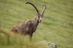 30 Alpensteinbock - Capra ibex