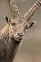 34 Alpensteinbock - Capra ibex