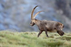 35 Alpensteinbock - Capra ibex
