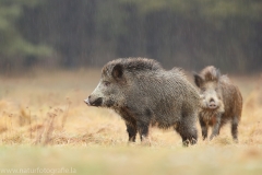 107 Wildschwein - Sus scrofa