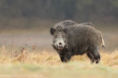 108 Wildschwein - Sus scrofa